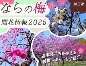 梅開花情報2025