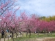 3月15日あたりに見ごろを迎える梅の開花情報を追加しました